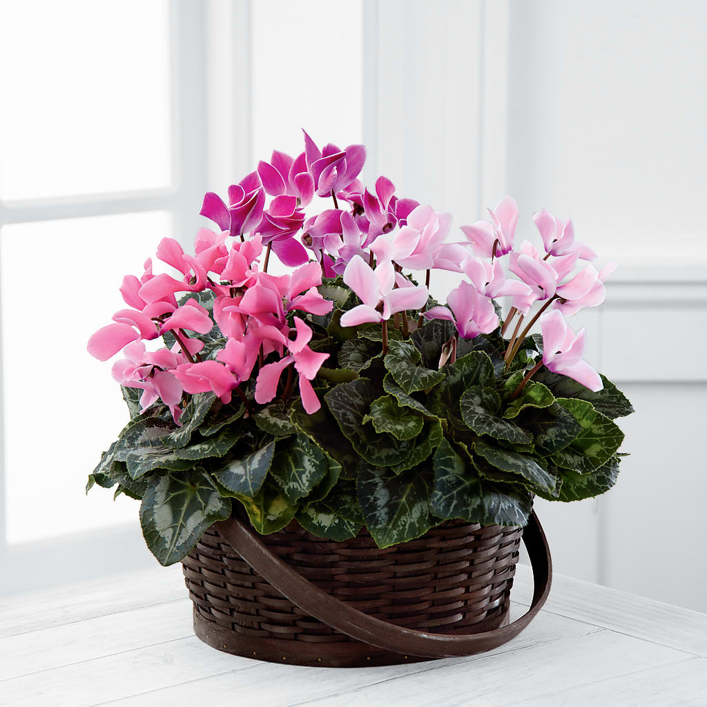 Mixed Cyclamen Planter – ETHEL'S THIS AND THAT, Galeton PA