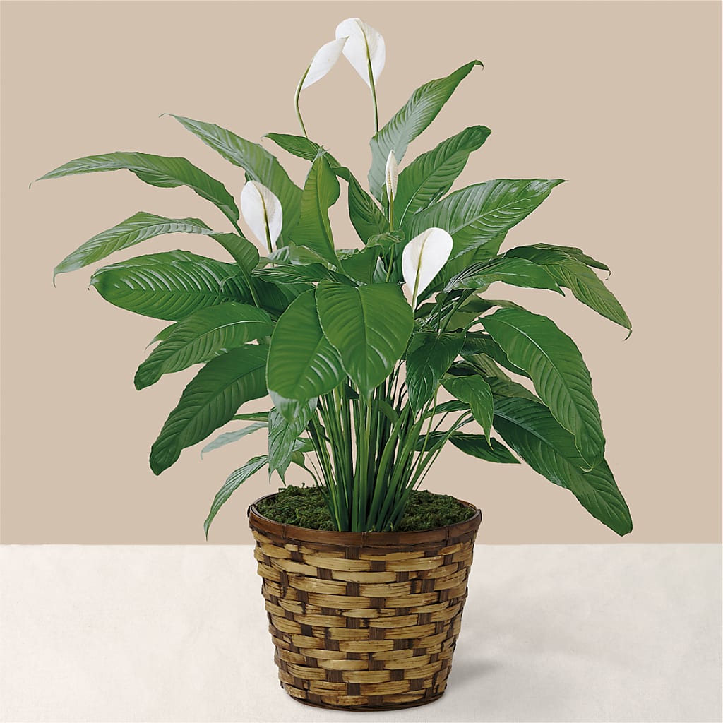Tranquil Moments Peace Lily Plant – ETHEL'S THIS AND THAT, Galeton PA