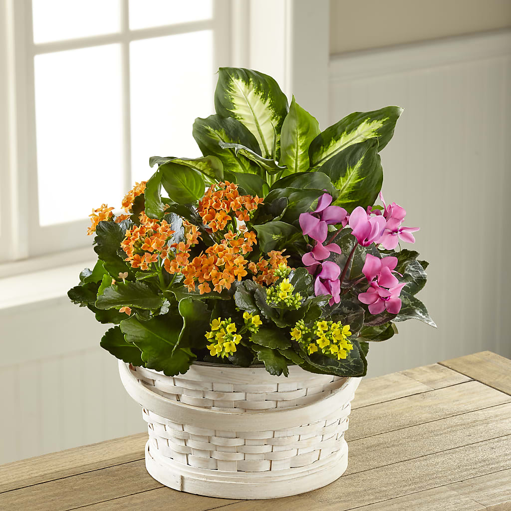 Color Crush Dishgarden – ETHEL'S THIS AND THAT, Galeton PA