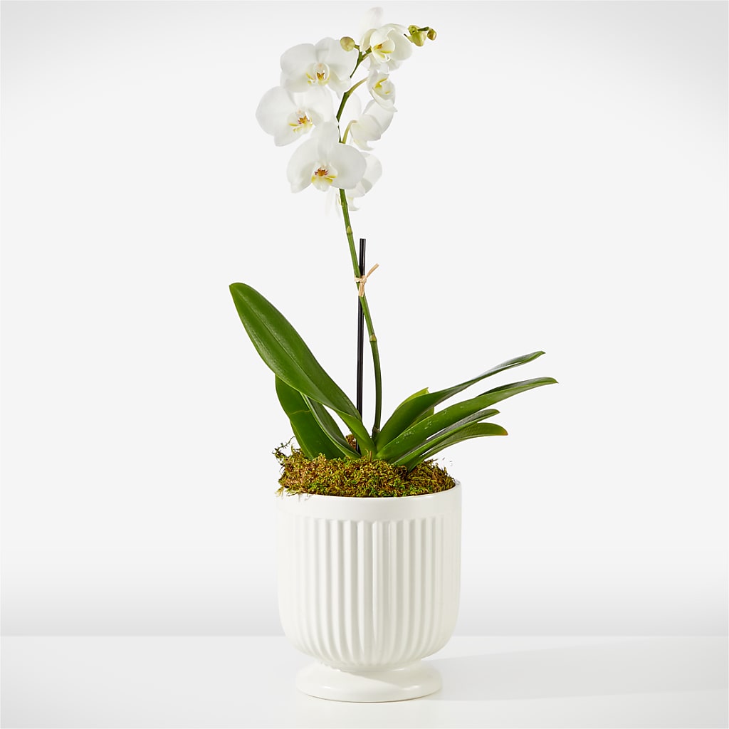 Whispering White Orchid – ETHEL'S THIS AND THAT, Galeton PA