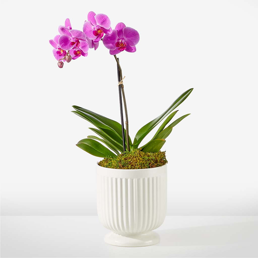 Friendly Fuchsia Orchid – ETHEL'S THIS AND THAT, Galeton PA