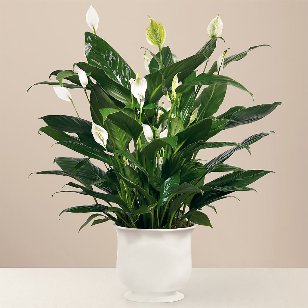 Comfort Planter – ETHEL'S THIS AND THAT, Galeton PA