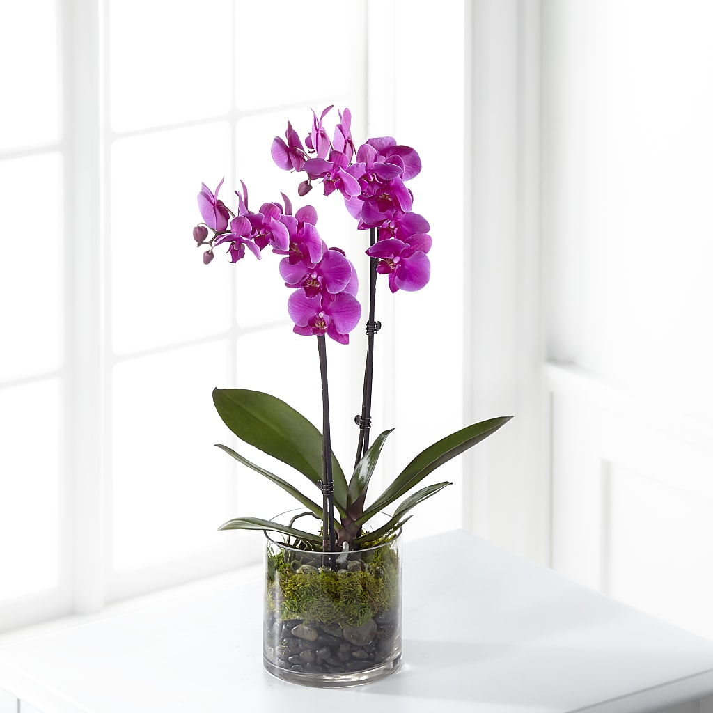 Pink Orchid Plant – ETHEL'S THIS AND THAT, Galeton PA