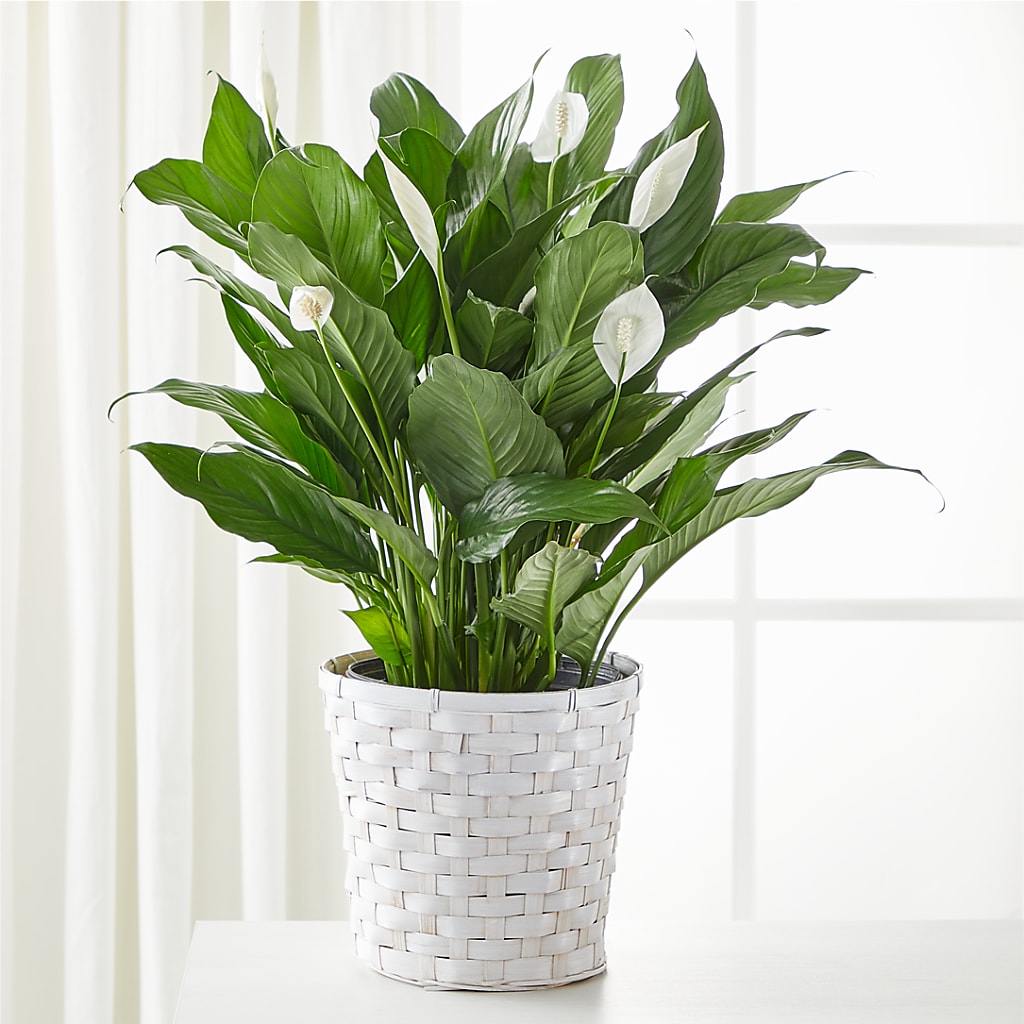 A New Leaf Peace Lily – ETHEL'S THIS AND THAT, Galeton PA