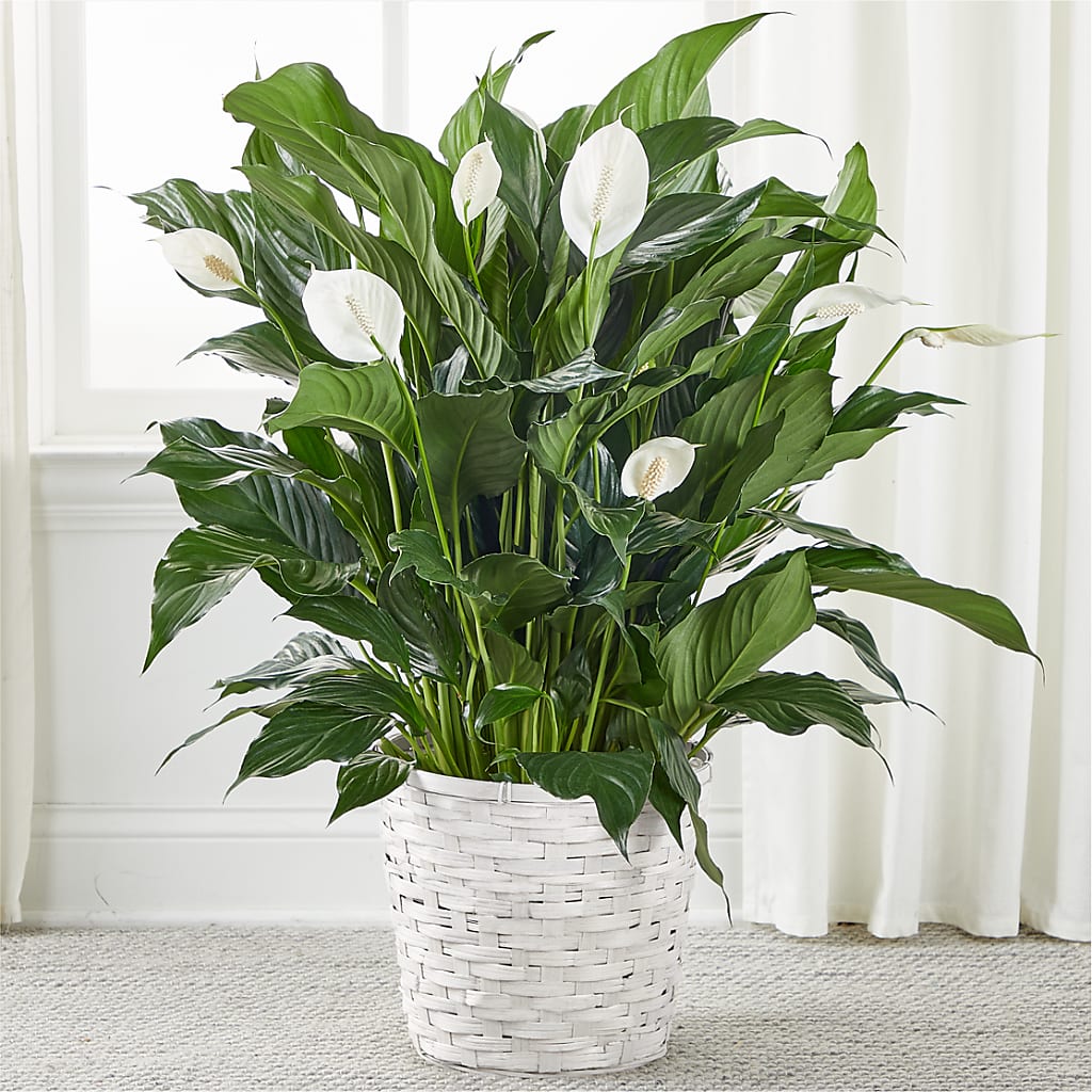 A New Leaf Peace Lily – ETHEL'S THIS AND THAT, Galeton PA