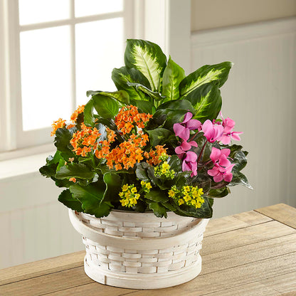 Color Crush Dishgarden – ETHEL'S THIS AND THAT, Galeton PA