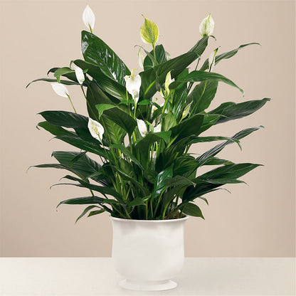 Comfort Planter – ETHEL'S THIS AND THAT, Galeton PA