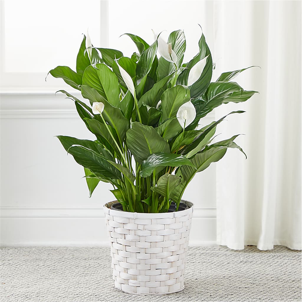 A New Leaf Peace Lily – ETHEL'S THIS AND THAT, Galeton PA