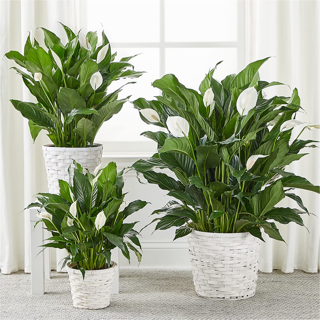A New Leaf Peace Lily – ETHEL'S THIS AND THAT, Galeton PA